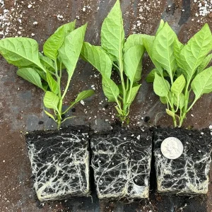 6 Carolina Reaper Live Plant Starts - 75+ Days Old, Super Hot Pepper - Image 1