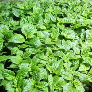 6 Carolina Reaper Live Plant Starts - 75+ Days Old, Super Hot Pepper - Image 2
