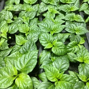 6 Carolina Reaper Live Plant Starts - 75+ Days Old, Super Hot Pepper - Image 3