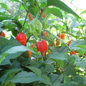 6 Carolina Reaper Live Plant Starts - 75+ Days Old, Super Hot Pepper - Image 6