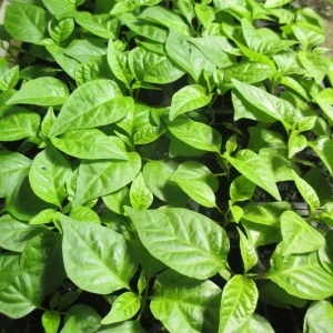 6 Carolina Reaper Live Plant Starts - 75+ Days Old, Super Hot Pepper - Image 7