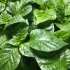 6 Live Super Hot Pepper Plants - Choose Your Variety - 75+ Days Old - Image 1