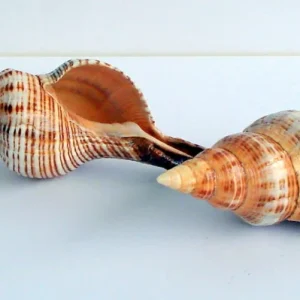 6 Stripped Fox Seashells 3-5" - Terrarium Decor, Bulk Wedding Favors, Air Plant Holder - Image 1