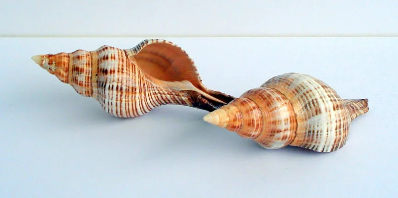 6 Stripped Fox Seashells 3-5" - Terrarium Decor, Bulk Wedding Favors, Air Plant Holder - Image 1