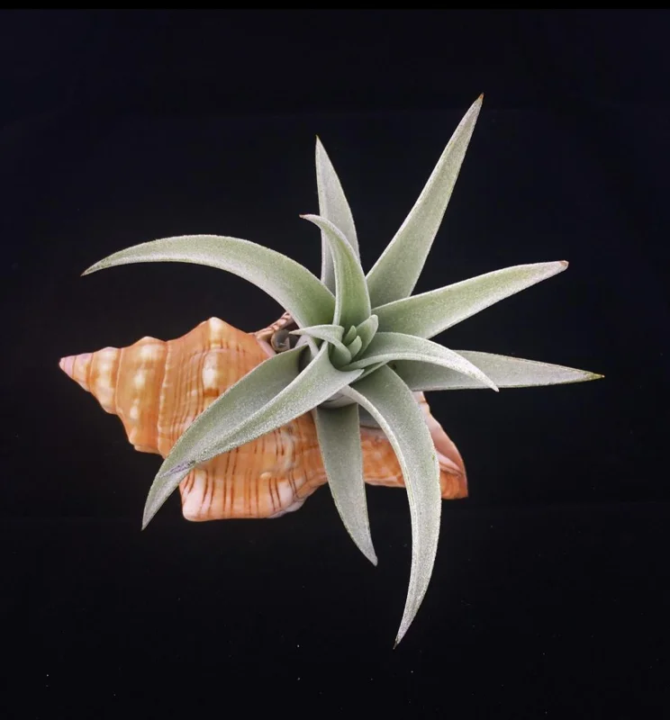 6 Stripped Fox Seashells 3-5" - Terrarium Decor, Bulk Wedding Favors, Air Plant Holder - Image 2