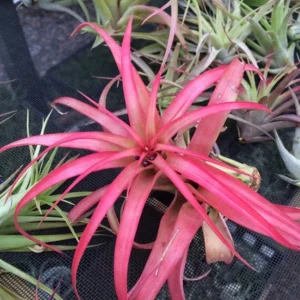 Abdita Air Plant Live Plant - Red Tillandsia Multiflora - 4