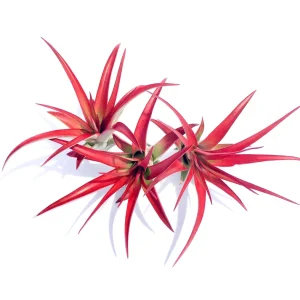 Abdita Air Plant Live Plant - Red Tillandsia Multiflora - 4