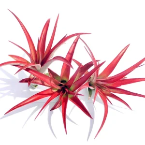 Abdita Air Plant Live Plants - Red Multiflora Tillandsia Mix - Set of 3 - Image 2