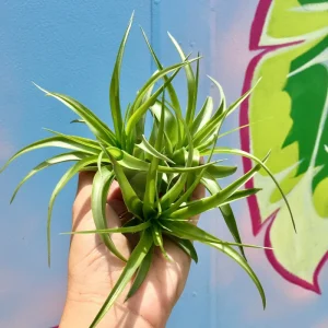 Abdita Air Plant Live Tillandsia - Single Green Air Plant for Terrariums - Image 2