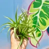 Abdita Air Plant Live Tillandsia - Single Green Air Plant for Terrariums - Image 1