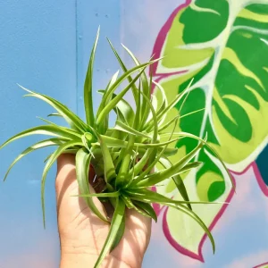 Abdita Air Plant Live Tillandsia - Single Green Air Plant for Terrariums - Image 1