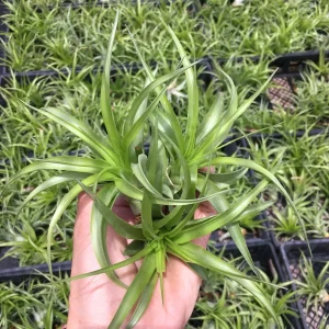 Abdita Air Plant Live Tillandsia - Single Green Air Plant for Terrariums - Image 3