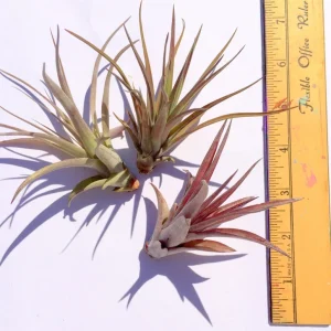 Abdita Air Plant Live Tillandsia - Single Green Air Plant for Terrariums - Image 4