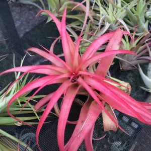 Abdita Air Plant Live Tillandsia - Single Green Air Plant for Terrariums - Image 5