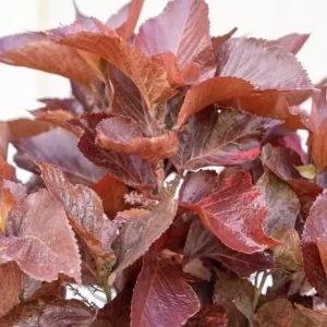 Acalypha Chenille Copper Plant - Live Starter Plants, 4-6 Inches Tall, Pack of 2 - Image 2