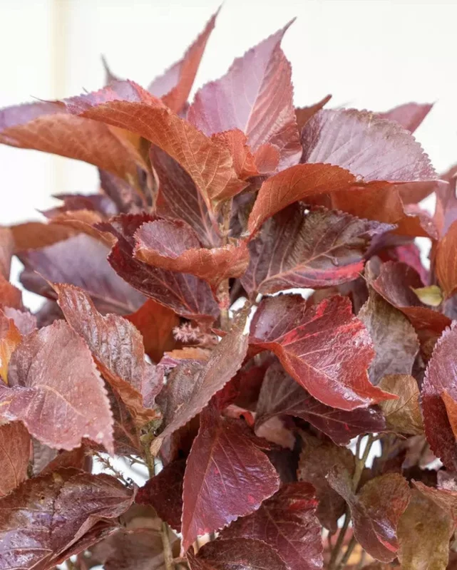 Acalypha Chenille Copper Plant - Live Starter Plants, 4-6 Inches Tall, Pack of 2 - Image 2
