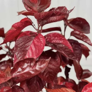 Acalypha Chenille Copper Plant - Live Starter Plants, 4-6 Inches Tall, Pack of 2 - Image 3
