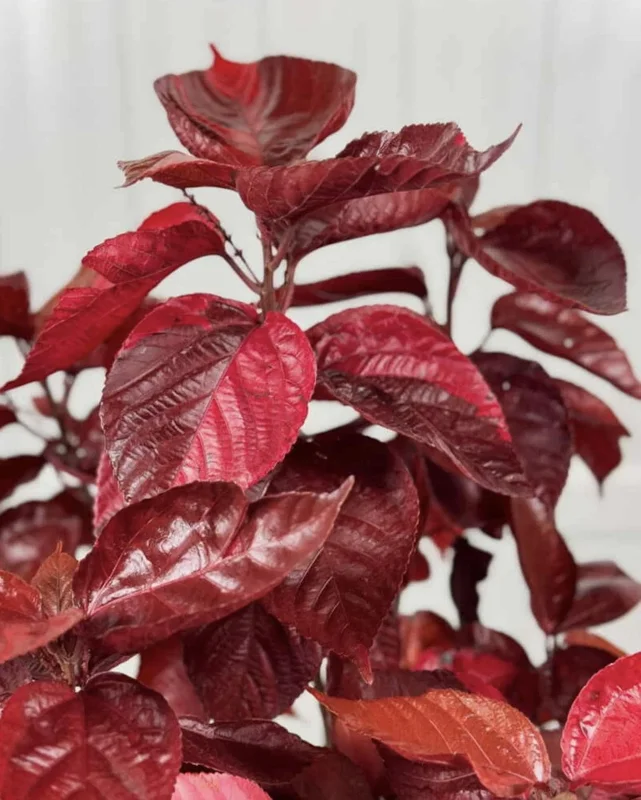 Acalypha Chenille Copper Plant - Live Starter Plants, 4-6 Inches Tall, Pack of 2 - Image 3