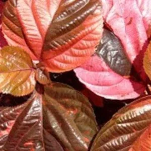 Acalypha Chenille Copper Plant - Live Starter Plants, 4-6 Inches Tall, Pack of 2 - Image 4