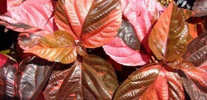 Acalypha Chenille Copper Plant - Live Starter Plants, 4-6 Inches Tall, Pack of 2 - Image 4