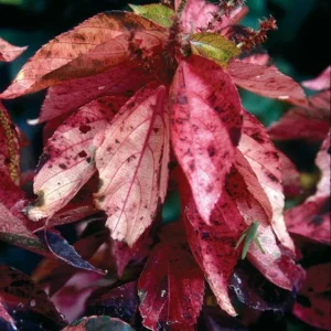 Acalypha Chenille Copper Plant - Live Starter Plants, 4-6 Inches Tall, Pack of 2 - Image 5