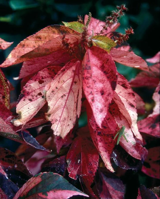 Acalypha Chenille Copper Plant - Live Starter Plants, 4-6 Inches Tall, Pack of 2 - Image 5