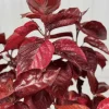 Acalypha Chenille Copper Plant - Live Starter Plants, 4-6 Inches Tall, Pack of 2 - Image 1