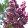 Adelaide Dunbar Lilac Live Plant - Starter 6-10 Inch Shrub - Image 1