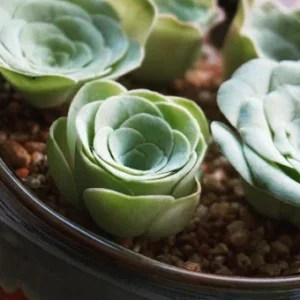 Aeonium Greenovia Aurea Seeds - Mountain Rose Succulent Seeds 10-50 Seeds - Image 2