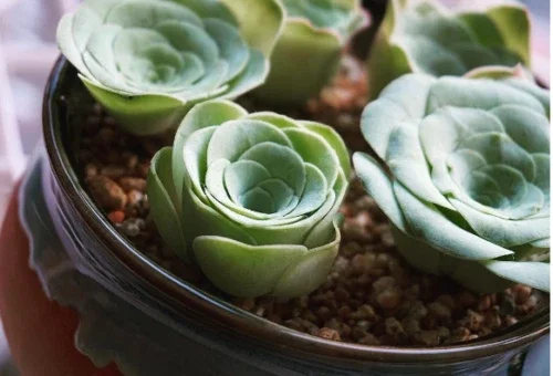 Aeonium Greenovia Aurea Seeds - Mountain Rose Succulent Seeds 10-50 Seeds - Image 2