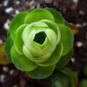 Aeonium Greenovia Aurea Seeds - Mountain Rose Succulent Seeds 10-50 Seeds - Image 3