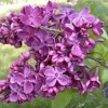 Agincourt Beauty Lilac Live Plant – Fragrant Starter Shrub – 6-10 Inch Tall - Image 1