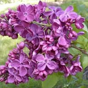 Agincourt Beauty Lilac Live Plant – Fragrant Starter Shrub – 6-10 Inch Tall - Image 1