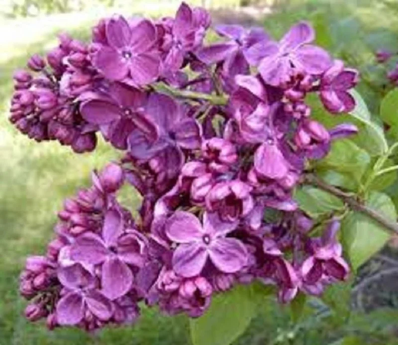 Agincourt Beauty Lilac Live Plant – Fragrant Starter Shrub – 6-10 Inch Tall - Image 1