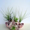 Air Plant Barnacle Planter with Live Tillandsia - 7-9 inch, Easy Care Indoor Decor - Image 1