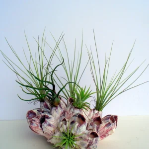 Air Plant Barnacle Planter with Live Tillandsia - 7-9 inch, Easy Care Indoor Decor - Image 1