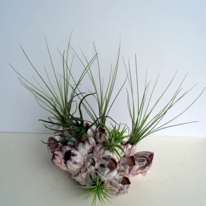 Air Plant Barnacle Planter with Live Tillandsia - 7-9 inch, Easy Care Indoor Decor - Image 2