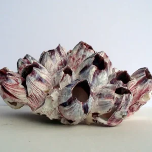 Air Plant Barnacle Planter with Live Tillandsia - 7-9 inch, Easy Care Indoor Decor - Image 4