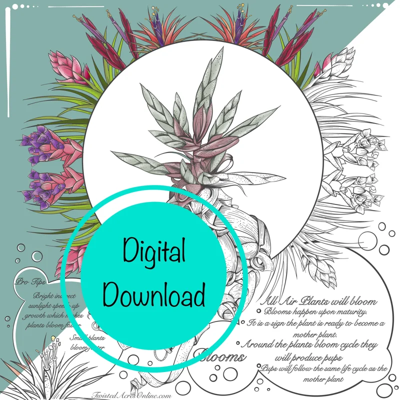 Air Plant Coloring Sheets - Set of 10 Educational Tillandsia Designs Digital Download - Image 1