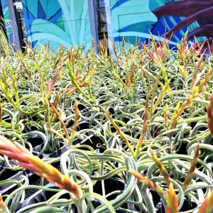 Air Plant Fertilizer Liquid Concentrate - 2oz Bottle for Tillandsias - Image 3