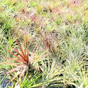 Air Plant Fertilizer Liquid Concentrate - 2oz Bottle for Tillandsias - Image 4