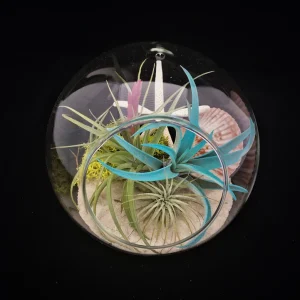 Air Plant Glass Terrarium Tabletop Kit - Fully Assembled with Live Plants, 5.51