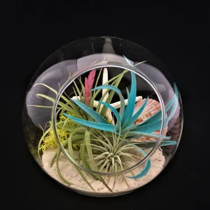 Air Plant Glass Terrarium Tabletop Kit - Fully Assembled with Live Plants, 5.51"x 5.91" Bubble - Image 1
