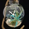 Air Plant Glass Terrarium with Rope - 11"x7.28" Assembled Indoor Decor - Image 1