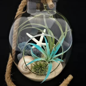 Air Plant Glass Terrarium with Rope - 11