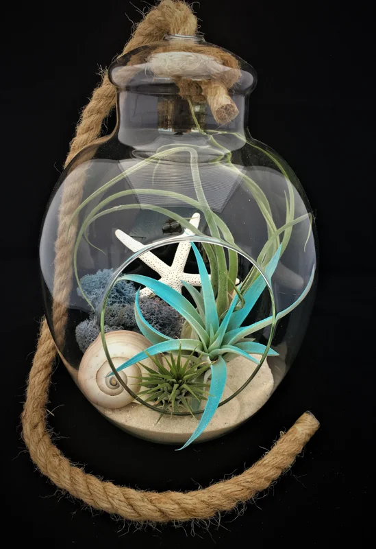 Air Plant Glass Terrarium with Rope - 11"x7.28" Assembled Indoor Decor - Image 1