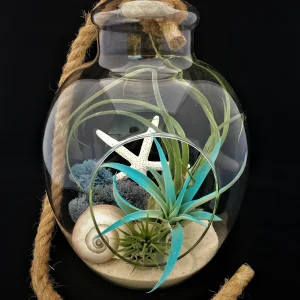 Air Plant Glass Terrarium with Rope - 11
