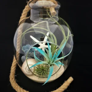 Air Plant Glass Terrarium with Rope - 11