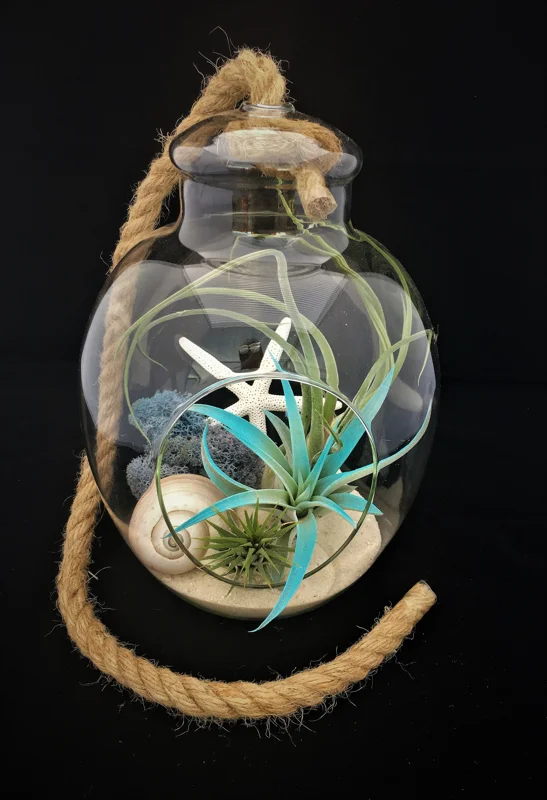 Air Plant Glass Terrarium with Rope - 11"x7.28" Assembled Indoor Decor - Image 3