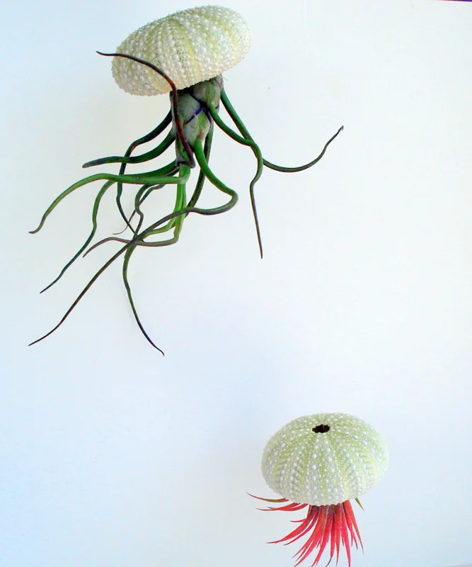 Air Plant Hanging Sea Urchin Planter Set - 3 Live Air Plants & Urchins - Image 2